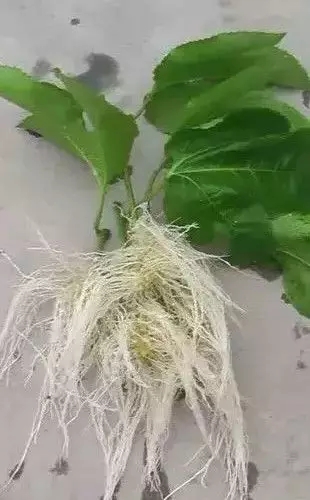 圖片1.jpg